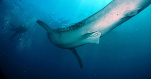 North Sulawesi-2018-DSC04042_rc- Whale shark - Requin baleine